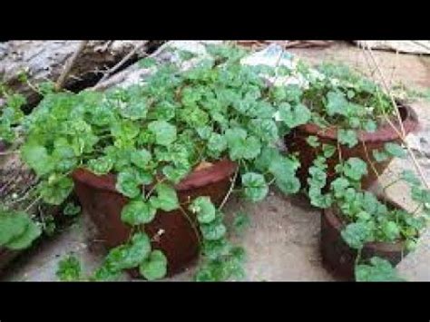 athalakkai|athalakkai plant.